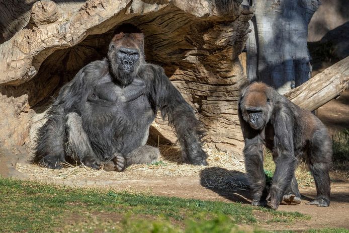 De groep gorilla’s bleef samen in quarantaine.