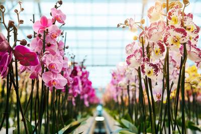 Altena: nieuw verzoek orchideeënkweker Andel ‘voorbarig en ongepast’