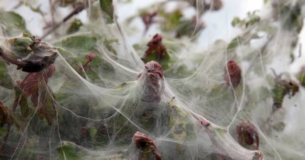 Eikenprocessierups dupeert Laanboomtelers fors