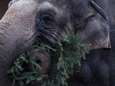 Une famille d'éléphants massacrée par des braconniers