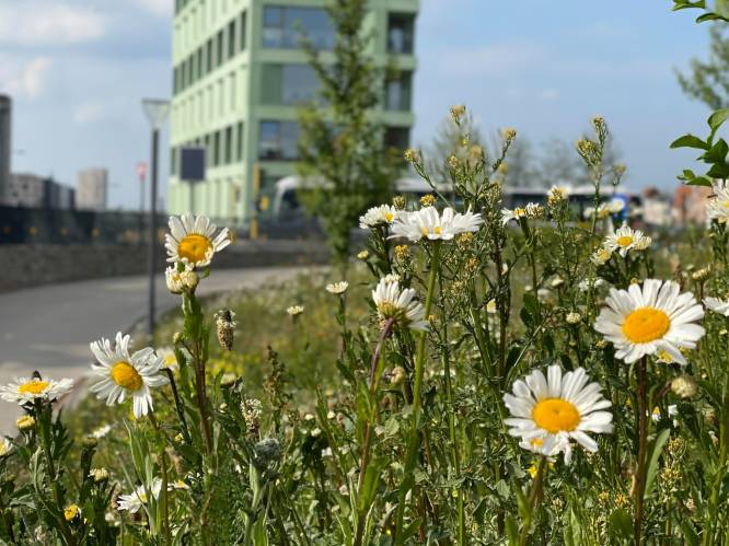 Voedsel voor 21 miljoen bijen dankzij 'Maai Mei Niet': meer bijen en (bedreigde) planten tussen het gras