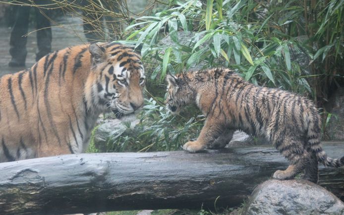 bestellen bemanning Interpretatie Dierenpark Amersfoort rouwt na overlijden van tijger Ilya: 'Hij was een  icoon van ons park' | Amersfoort | AD.nl