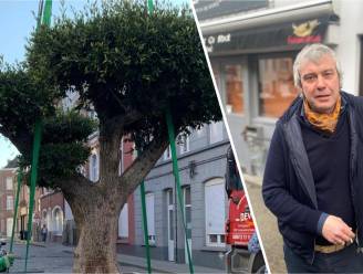 140-jaar oude olijfboom van café Defoo moet verdwijnen van stad Gent: “Hij was nochtans dé blikvanger van onze straat” 