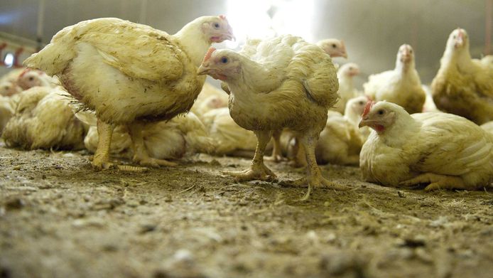 Nederlandse plofkippen.