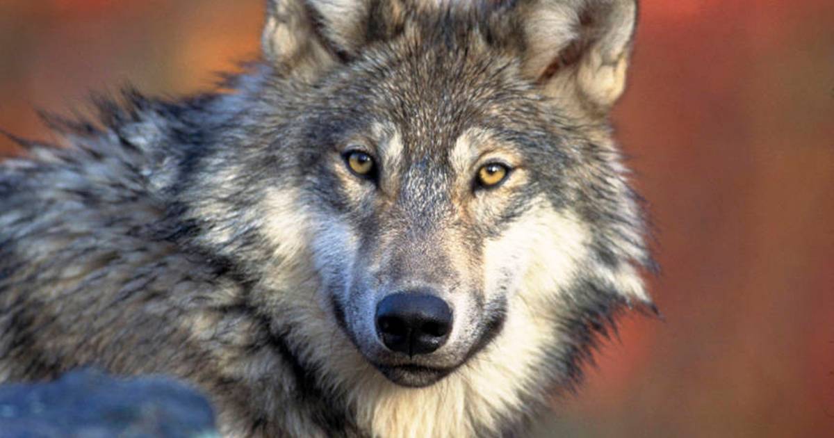 Drie dode schapen aan de Lekdijk gevonden, wolf vermoedelijk de dader: ‘Was duidelijk geen teckel’