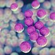 Bye-bye ziekenhuisbacterie? Nieuwe antibiotica kunnen 'stille moordenaar' vernietigen