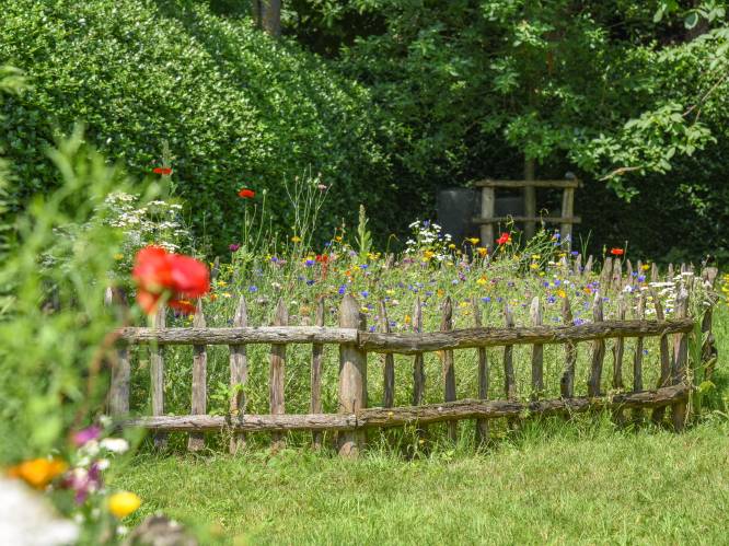Zo leg je een bloemenweide vol leven en kleur aan in je tuin
