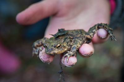 Veel minder padden overgezet dan vorig jaar door wisselend weer in Beek: 1193