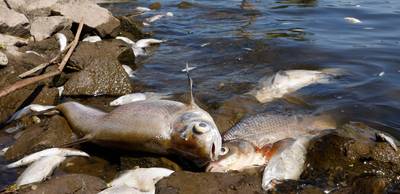 Al 300 ton dode vis uit Oder gehaald: oorzaak milieuramp nog onduidelijk