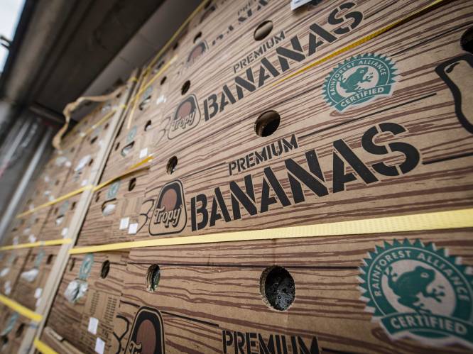 1.000 kilo cocaïne gevonden tussen bananen in haven van Antwerpen