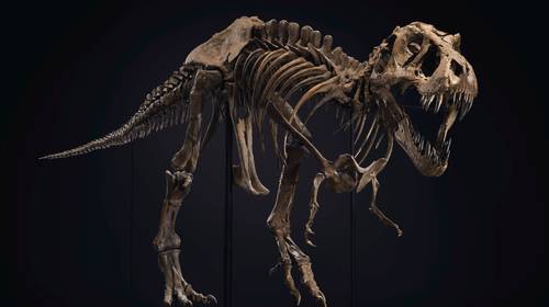 Record van 27 miljoen euro voor T-rex is streep door rekening van wetenschappers