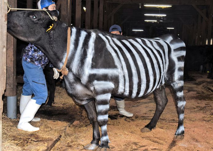 Japanse boeren beschilderen hun koeien met witte zebrastrepen. Zo proberen ze te voorkomen dat ze worden gebeten door bloedzuigende stalvliegen en dazen.