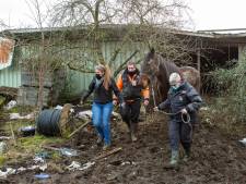 Fracture de la hanche, sabots “en babouches”: trois chevaux sauvés à Liège