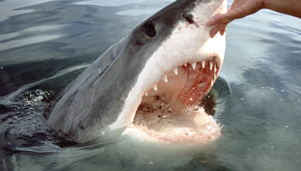 Dieren Leren in Engels en Nederlands Eerste Woordjes Peuters en Kleuters Woorden YouTube