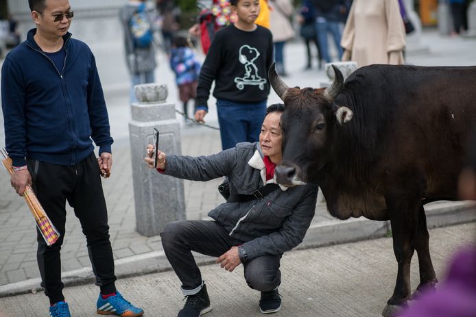 Een toerist maakt een selfie met een wilde koe in Ngong Ping, Hongkong, China. Naar verwachting zullen meer dan 60 miljoen toeristen in 2018 naar Hong Kong bezoeken. Foto Jerome Favre
