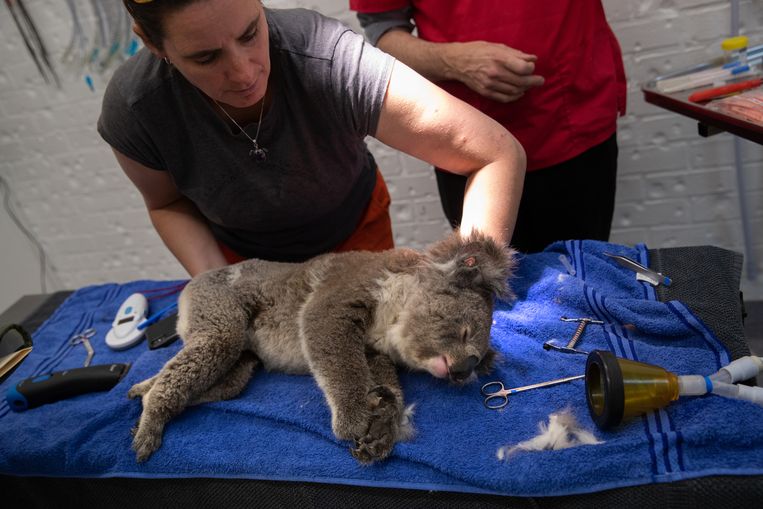 Deze koala werd gered uit een van de bosbranden in 2020. Beeld Getty Images