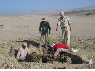 Belgische paleontoloog graaft oudste voorloper van walvis op in Peru