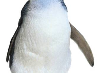 Duizenden dode dwergpinguïns aan Nieuw-Zeelandse kust