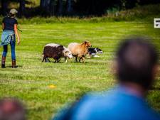 Derde editie van Stampei op de Boerderij in Maasdam trok weer volop publiek