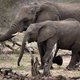 Honderden olifanten verlaten chaotisch Zimbabwe