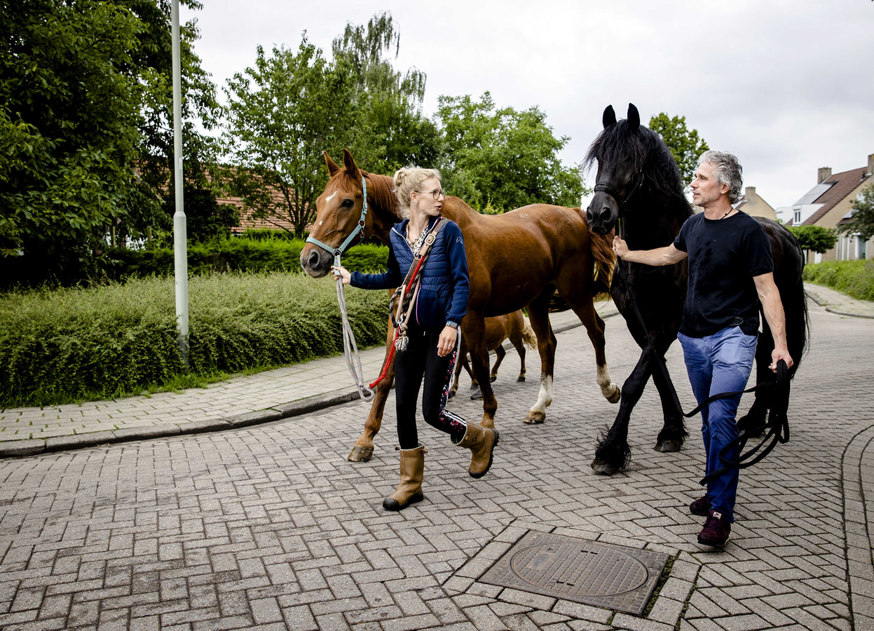 Bewoners in het Limburse Meerssen verlaten hun gebied met de paarden, nadat een dijk is doorgebroken (archief).