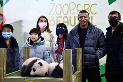 Les prénoms des bébés pandas du zoo de Beauval dévoilés par Kylian Mbappé et Zhang Jiaqi