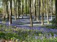 In het Brakelbos zorgen bloeiende boshyacinten elk voorjaar weer voor een prachtig paars tapijt.