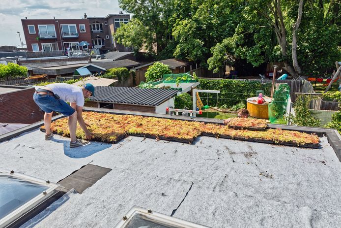Belcrumbewoner Dennis Krabbenborg legt de vetplantjes van de stadskwekerij op het platte dak aan de achterkant van zijn huis.
