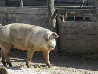 Al elf landen voeren geen Belgisch varkensvlees meer in door Afrikaanse varkenspest