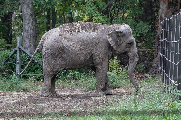 De olifant Happy in de dierentuin Bronx Zoo. Beeld REUTERS