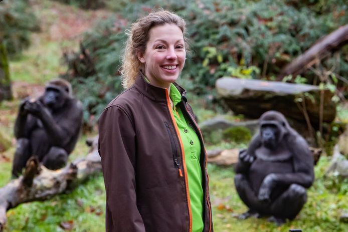 Nicole Brands uit Holten is gorillaverzorgster en reist volgende week af naar Taiwan om twee vrouwtjes te introduceren bij een mannetje. De gorilla's zijn al een maandje weg.