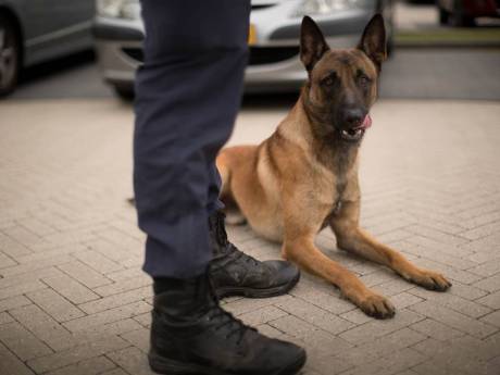 Mag Roosendaalse Ziva terug naar zijn baasje?
