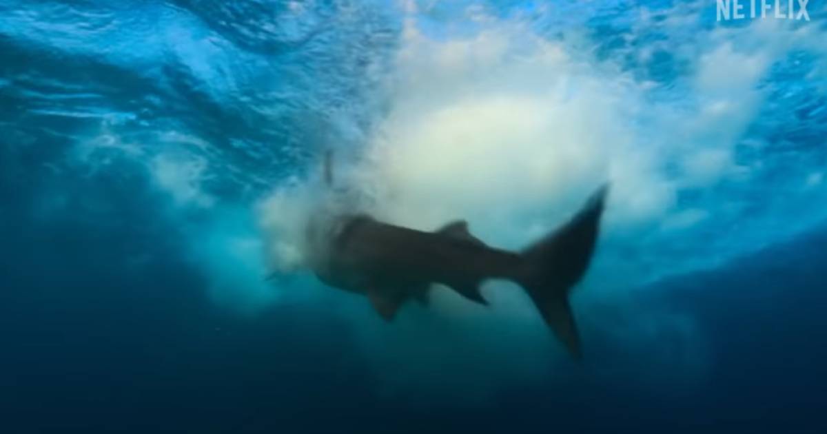 Съемочная группа Netflix подверглась нападению акул во время съемок фильма «Наша планета II»: «Это было похоже на сцену из «Челюстей» |  снаружи