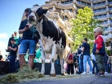 LIVE | ‘Enkeltje slachthuis’ voor koeien bij Tweede Kamer ‘als stikstofwet komt’, blokkades A28 en A59