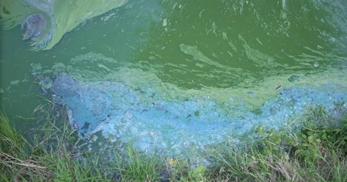 pas op voor blauwalg in de rotterdamse plassen rotterdam pzc nl