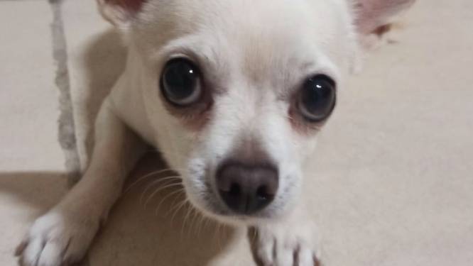 “Si je le garde, je le tue”: un homme menace de tuer son chien parce qu’il a une gastro