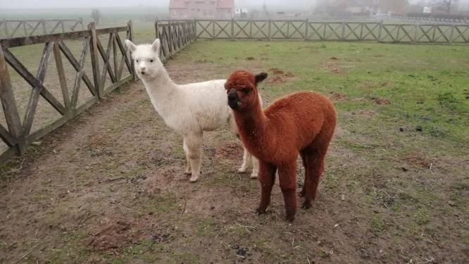 Kristof en Joke doen oproep tot getuigen: “Welk dier beet twee alpaca’s dood in Woumen?”