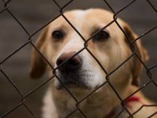 Un Wanzois condamné pour traitement dégradant et négligence de trois chiens