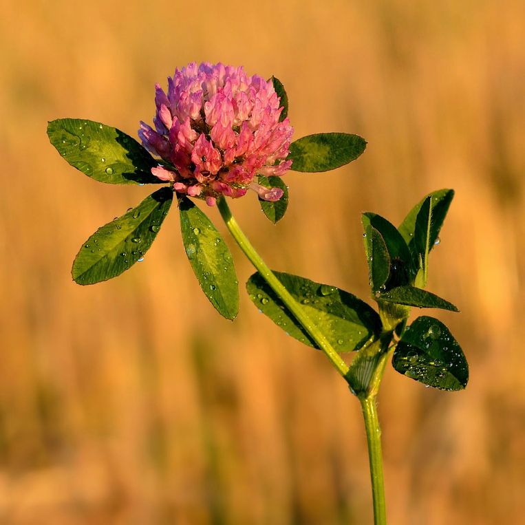 Bijen hebben bloemen nodig. Beeld 