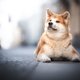 Hartverscheurend: deze Oekraïense hond wacht al weken op haar (mogelijk overleden) baasje