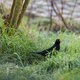 Vogelexpert Gerald Driessens over het telweekend: ‘Elke dag een half brood in je gazon gooien is geen goed idee’