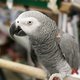 ‘Krijg de tering, idioot’: grofgebekte papegaaien zetten Britse dierentuin op stelten
