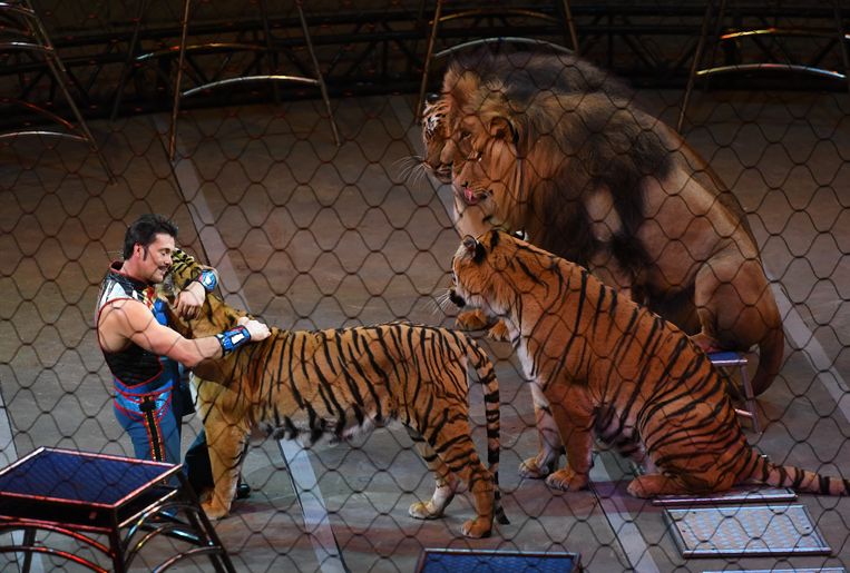 Een tijger krijgt een knuffel tijdens de laatste show van het Ringling Bros. and Barnum & Bailey Circus. Beeld AFP