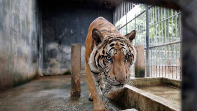 Acht tijgers overleven redding uit gevangenschap niet