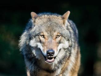 Wolf is in EU ook beschermd in bewoond gebied