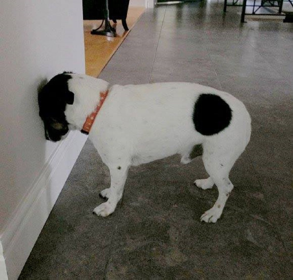 Hond staat steeds met kop tegen muur hoe erg is dat? Foto AD.nl