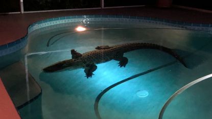 Alligator neemt plons in zwembad