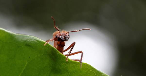 Studenten Aeres helpen mee insectenkweekmachine voor Barneveldse pluimveehouders ontwikkelen