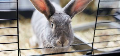 Minister zet mes in nieuwe dierenwet: huisdieren vallen niet onder nieuwe regels