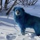 Bizar: er worden blauwe honden geboren in Rusland (en nee, het is geen verf)